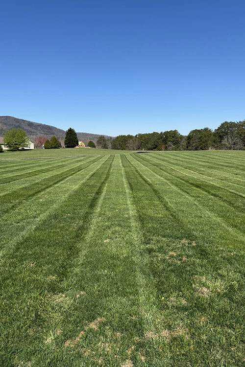 Lawn With Cut Grass